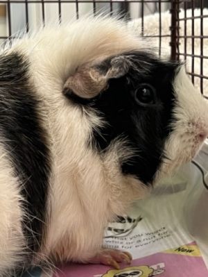 GIZMO, Senior Male Guinea Pig