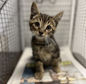 WARNER Domestic Short Hair Cat