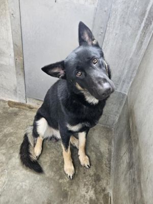 LUCK German Shepherd Dog Dog