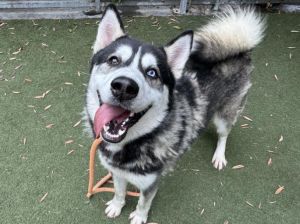 HOWIE Husky Dog