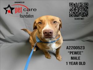 PEWEE Pit Bull Terrier Dog