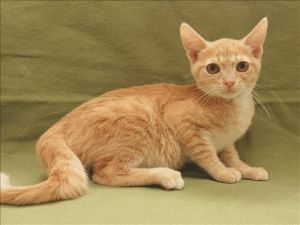 GEORGE Domestic Short Hair Cat