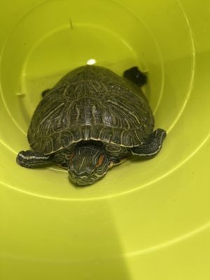 SLIDER, Adult Female unknown