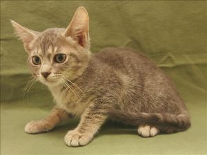 JOHN Domestic Short Hair Cat