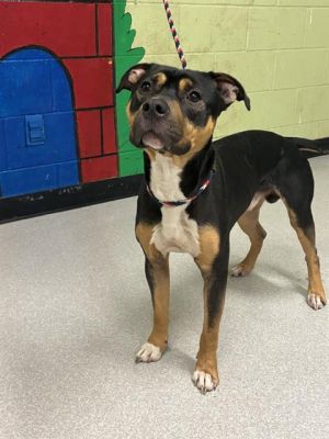 PALOU, Young Male Pit Bull Terrier