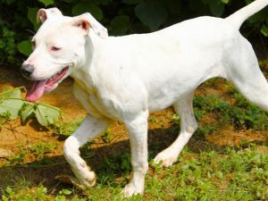 DEKU Pit Bull Terrier Dog