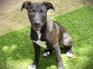 Hi Im Orloka 6-month-old black German Shepherd type pup with a playful spirit and a growing body I