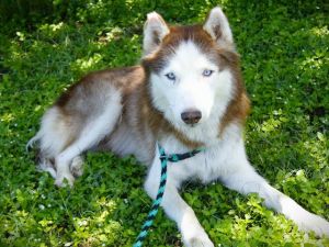 SUE FLAY Siberian Husky Dog
