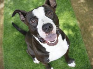 HERCULES American Staffordshire Terrier Dog