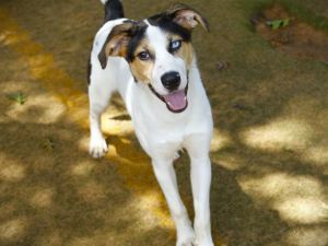 JED DYE Australian Shepherd Dog