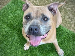 Hi Im Lunaa big-hearted girl with an even bigger smile I weigh 81 pounds and came to the shelter a