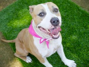 IMPALA, Adult Female American Staffordshire Terrier