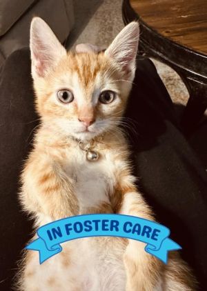 Hiya Im Alex a shorthair orange tabby with a great zest for life Ive been growing up well in my