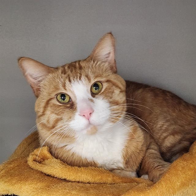 FRANKIE