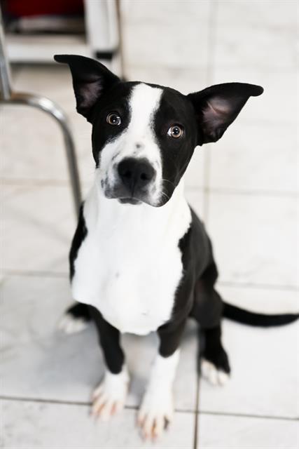 PHINEAS