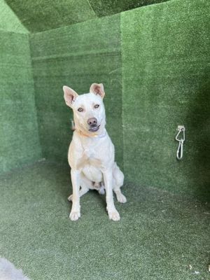 ACE, Young Male German Shepherd Dog