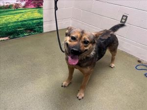 A543325, Adult Female German Shepherd Dog