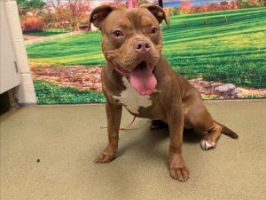 A543357, Adult Female Pit Bull Terrier