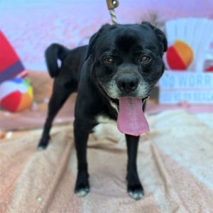 I WAS FOUND AT 1000 W CARSON ST LONG BEACH CA 90810 IN LONG BEACHMy adoption evaluation date is 0