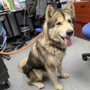 I WAS FOUND AT 405 FWY LONG BEACH CA 90807 IN LONG BEACHMy adoption evaluation date is 06022025