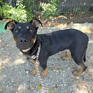 I WAS FOUND AT 1300 W 14TH ST LONG BEACH CA 90813 IN LONG BEACHMy adoption evaluation date is 06