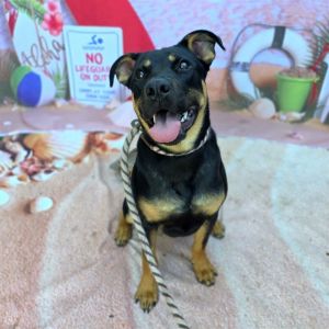 I WAS FOUND AT 1300 W 14TH ST LONG BEACH CA 90813 IN LONG BEACHMy adoption ev