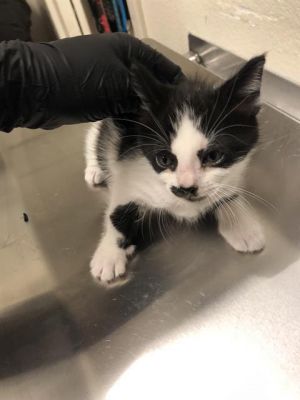 I WAS FOUND AT 6100 BLK CALIFORNIA AVE LONG BEACH CA 90805 IN LONG BEACHMy adoption evaluation da