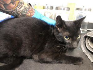 I WAS FOUND AT 13700 BLK E ARTESIA BLVD CERR 90703 IN CERRITOSMy adoption eval