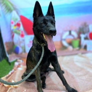 I WAS FOUND AT 3000 BLK CLARK AVE LONG BEACH CA 90808 IN LONG BEACHMy adoptio