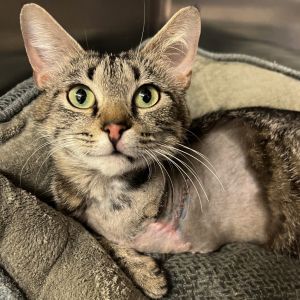 Bellatrix, Adult Female Domestic Short Hair