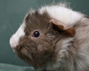 DAVID BOWIE, Baby Male Guinea Pig