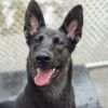 Moose - 24299 photo 1