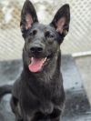 Moose - 24299 photo 2