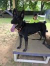 Moose - 24299 photo 3