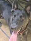 Moose - 24299 photo 4