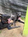 Moose - 24299 photo 5