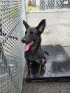 Moose - 24299 photo 6