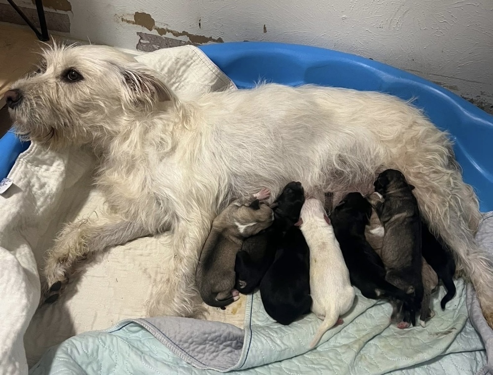 Josie + 8 Puppies*NURSING - FOSTER NEEDED*
