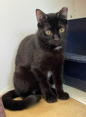 Shadow Licorice, Young Male Domestic Short Hair