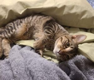 Zac, Adult Male Domestic Short Hair