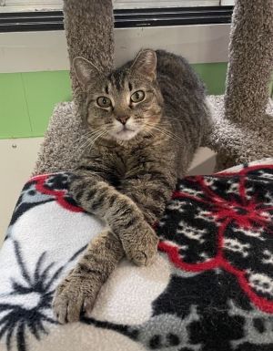 Tiggs, Adult Male Domestic Short Hair