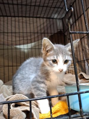 Beef R., Baby Male Domestic Short Hair
