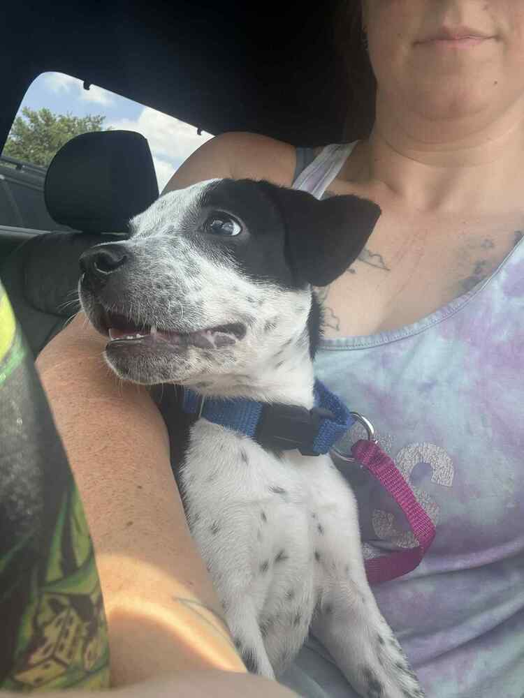Bindi