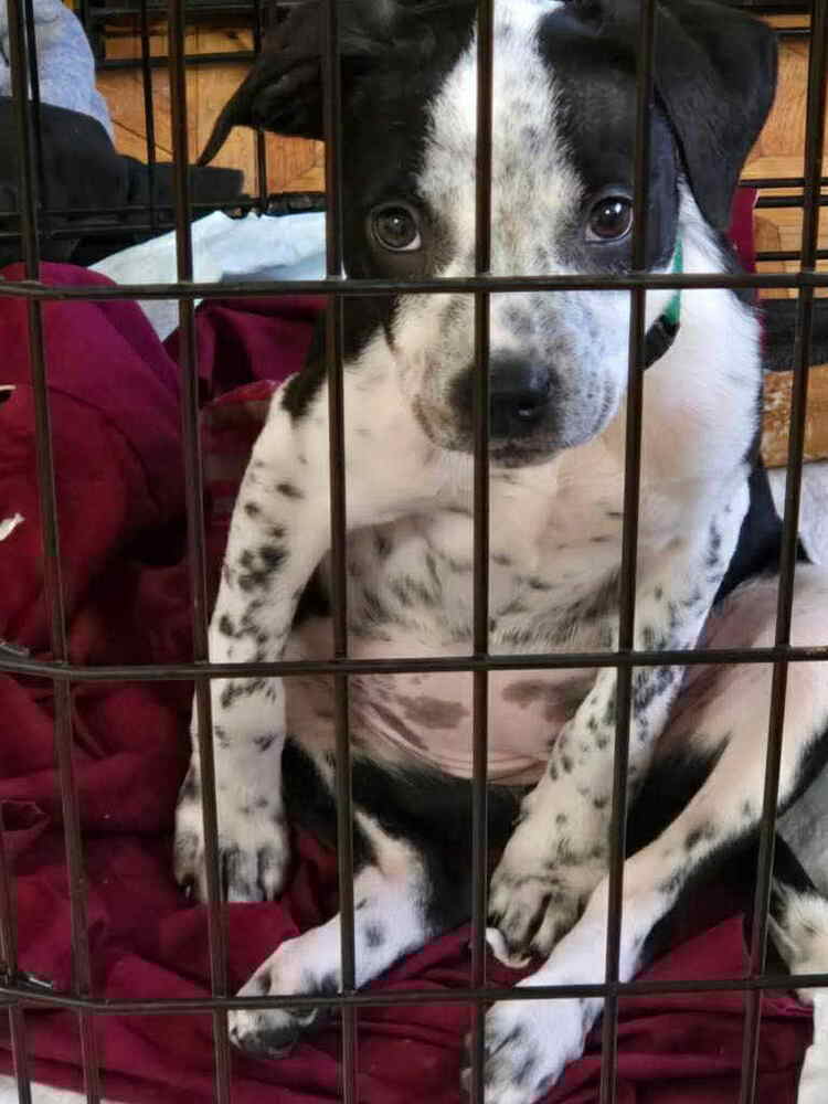 Bindi