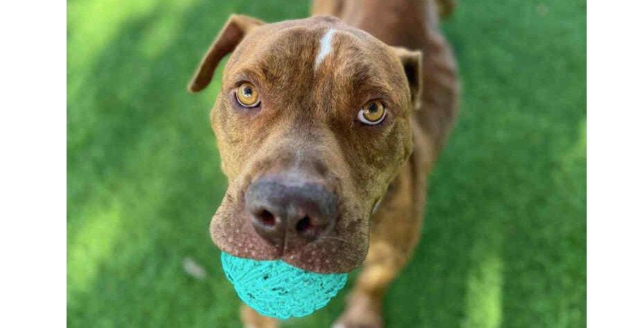 Otis