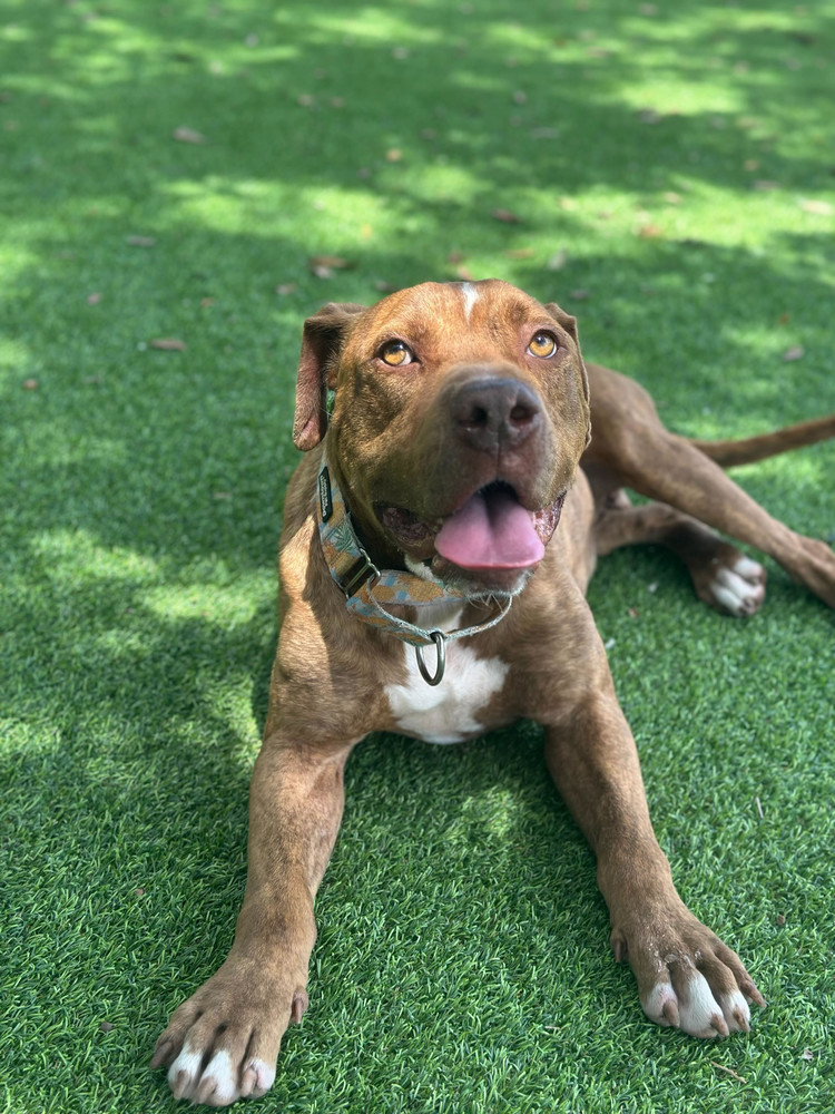 Otis