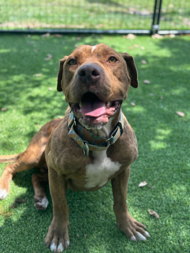 Otis