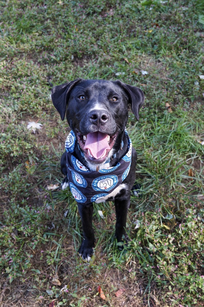 Milo