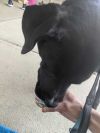 Milo photo 2