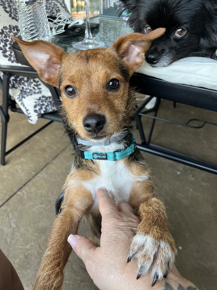 Rascal